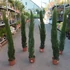 Kép 2/5 - Cupressus sempervirens 'Totem' - Európai ciprus