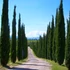 Kép 1/5 - Cupressus sempervirens 'Totem' - Európai ciprus