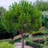 Kép 1/7 - Pinus pinea 'Silver Crest' - mandulafenyő