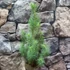 Kép 5/7 - Pinus pinea 'Silver Crest' - mandulafenyő