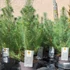 Kép 3/7 - Pinus pinea 'Silver Crest' - mandulafenyő