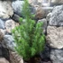 Kép 2/5 - Pinus pinea 'Silver Crest' - mandulafenyő