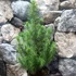Kép 4/5 - Pinus pinea 'Silver Crest' - mandulafenyő