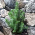 Kép 5/5 - Pinus pinea 'Silver Crest' - mandulafenyő