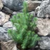 Kép 3/5 - Pinus pinea 'Silver Crest' - mandulafenyő