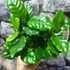 Kép 3/11 - Coffea Arabica (kávécserje)
