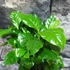 Kép 2/11 - Coffea Arabica (kávécserje)
