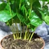 Kép 5/11 - Coffea Arabica (kávécserje)