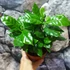 Kép 6/11 - Coffea Arabica (kávécserje)