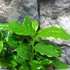 Kép 7/11 - Coffea Arabica (kávécserje)