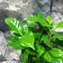 Kép 9/11 - Coffea Arabica (kávécserje)