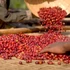 Kép 1/11 - Coffea Arabica (kávécserje)