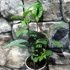 Kép 2/16 - Camellia sinensis - tea cserje