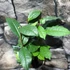 Kép 10/16 - Camellia sinensis - tea cserje