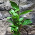 Kép 13/16 - Camellia sinensis - tea cserje