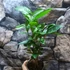 Kép 14/16 - Camellia sinensis - tea cserje