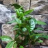 Kép 16/16 - Camellia sinensis - tea cserje