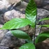 Kép 9/10 - Theobroma cacao - igazi kakaó