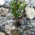 Kép 2/13 - Laurus nobilis - fűszer babér, kisfának nevelve