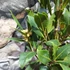 Kép 5/13 - Laurus nobilis - fűszer babér, kisfának nevelve