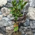 Kép 3/13 - Laurus nobilis - fűszer babér, kisfának nevelve
