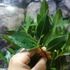 Kép 10/13 - Laurus nobilis - fűszer babér, kisfának nevelve