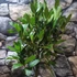 Kép 11/13 - Laurus nobilis - fűszer babér, kisfának nevelve