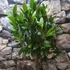 Kép 8/13 - Laurus nobilis - fűszer babér, kisfának nevelve