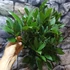 Kép 12/13 - Laurus nobilis - fűszer babér, kisfának nevelve