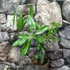 Kép 3/14 - Ilex Paraguariensis - Yerba Mate tea