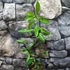 Kép 2/11 - Ilex Paraguariensis - Yerba Mate tea