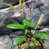 Kép 6/11 - Ilex Paraguariensis - Yerba Mate tea