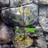 Kép 11/11 - Ilex Paraguariensis - Yerba Mate tea