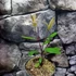 Kép 5/11 - Ilex Paraguariensis - Yerba Mate tea