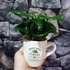 Kép 2/4 - Coffea arabica - kávés csészében
