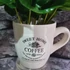 Kép 3/4 - Coffea arabica - kávés csészében