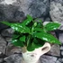 Kép 1/4 - Coffea arabica - kávés csészében