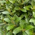 Kép 4/8 - Laurus nobilis / Nemes fűszer babér
