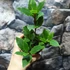 Kép 6/8 - Laurus nobilis / Nemes fűszer babér