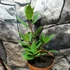 Kép 2/8 - Laurus nobilis / Nemes fűszer babér