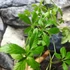 Kép 4/7 - Gynostemma pentaphyllum – Ötujjas ginzeng
