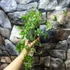Kép 2/7 - Gynostemma pentaphyllum – Ötujjas ginzeng