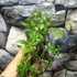 Kép 3/7 - Gynostemma pentaphyllum – Ötujjas ginzeng