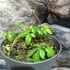 Kép 5/7 - Gynostemma pentaphyllum – Ötujjas ginzeng