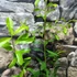 Kép 4/7 - Ilex Paraguariensis - Yerba Mate tea nagy