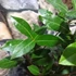 Kép 2/6 - Laurus nobilis / Nemes fűszer babér