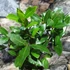 Kép 3/6 - Laurus nobilis / Nemes fűszer babér