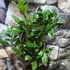 Kép 4/6 - Laurus nobilis / Nemes fűszer babér