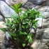 Kép 5/6 - Laurus nobilis / Nemes fűszer babér