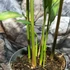 Kép 6/8 - Alpinia galanga - Thai gyömbér